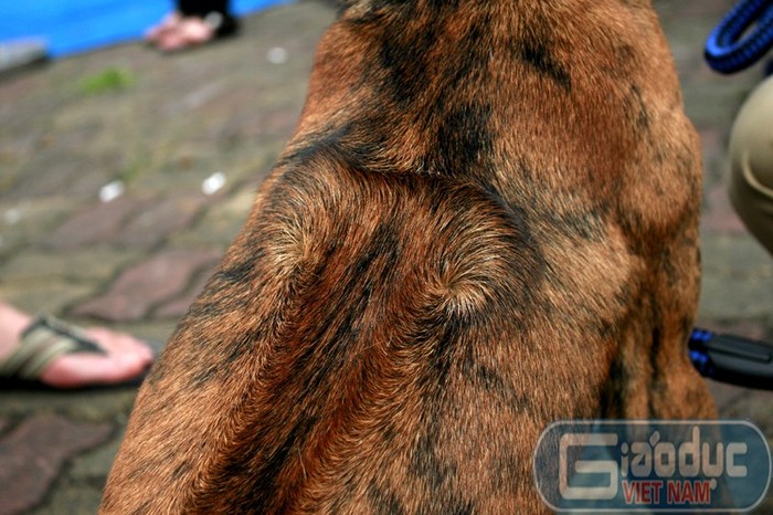 Xoáy trên lưng một chú chó Phú Quốc ở Hà Nội